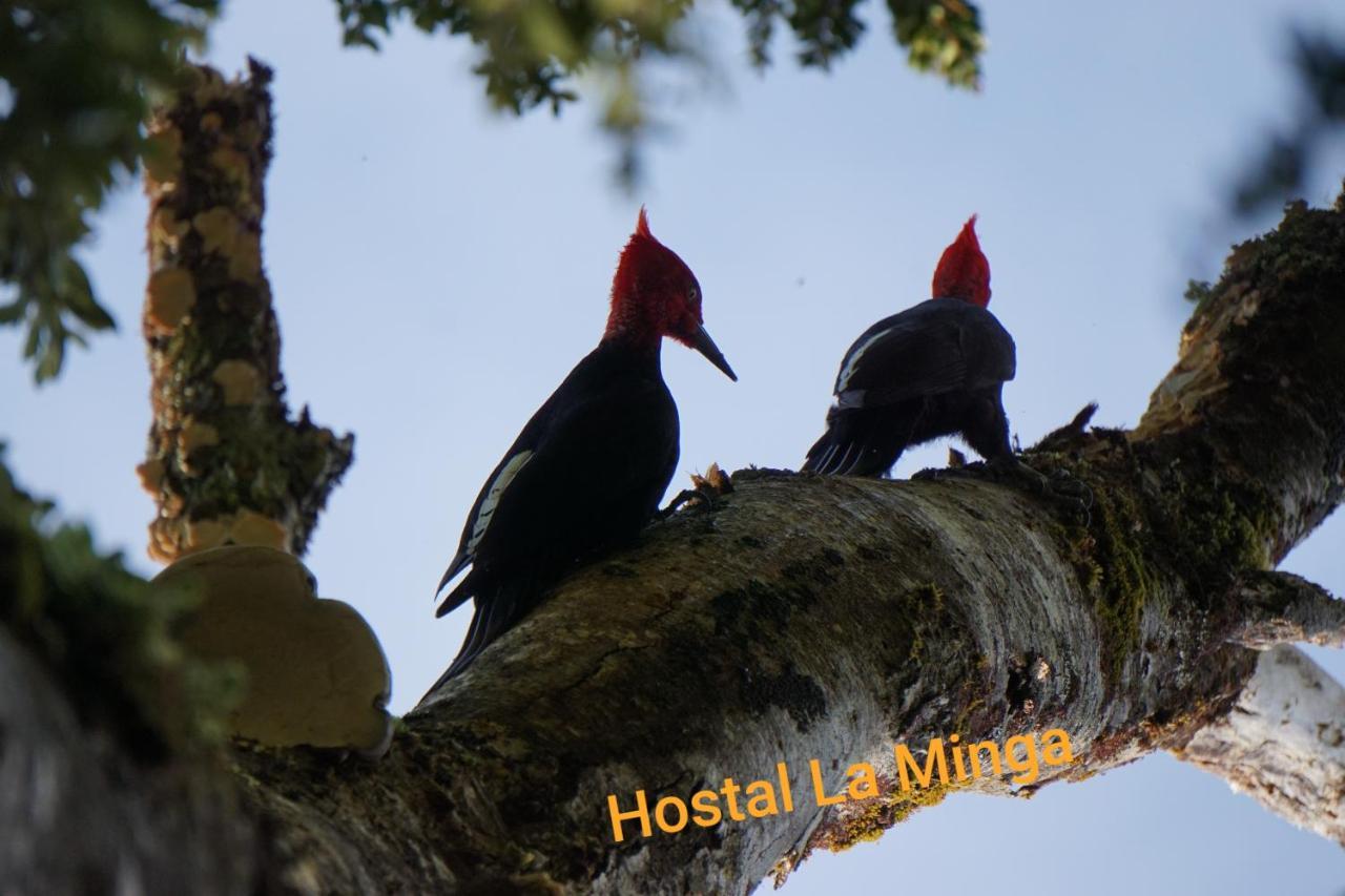 Hostal La Minga Chaitén Kültér fotó